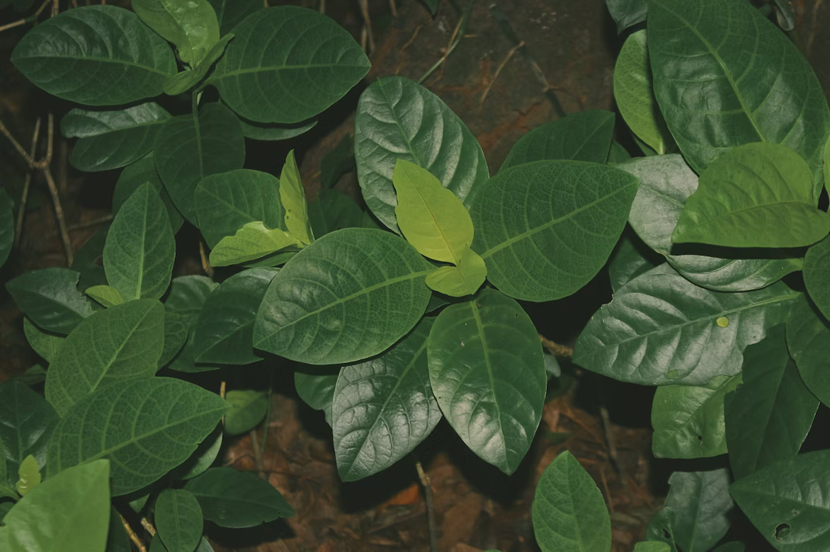 Ράμνος (Rhamnus alaternus) – Μεσογειακός Αειθαλής Θάμνος